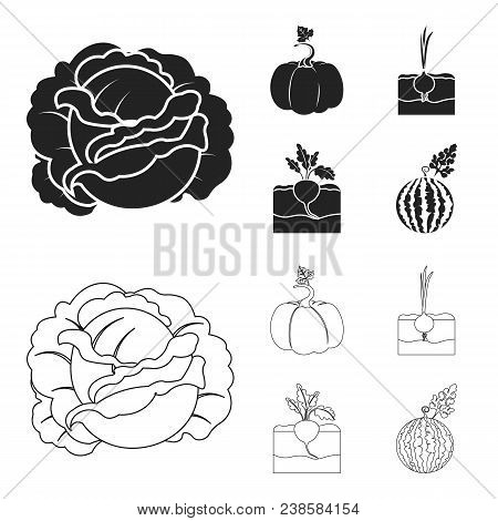 Cabbage, Pumpkin, Onion, Buriak.plant Set Collection Icons In Black, Outline Style Vector Symbol Sto