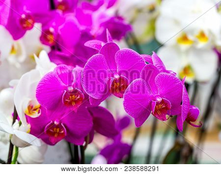 Close-up Of Beautiful Pink Moon Orchid, Phalaenopsis Amabilis, With Dark Streaks. Selective Focus