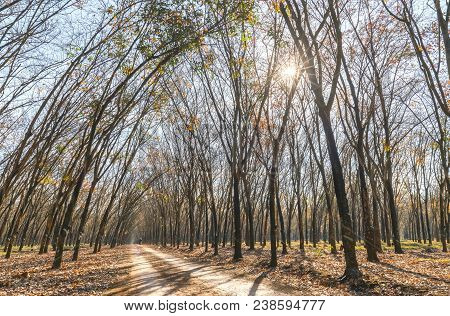 Path Rubber Season Change Leaves With Trees Line Up Dirt Road Leading Into Down At Horizon So Beauti