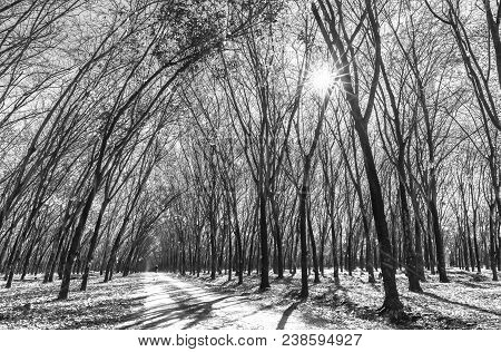 Path Rubber Season Change Leaves With Trees Line Up Dirt Road Leading Into Down At Horizon So Beauti