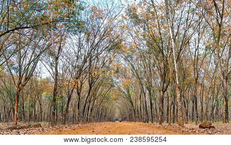 Path Rubber Season Change Leaves With Trees Line Up Dirt Road Leading Into Down At Horizon So Beauti