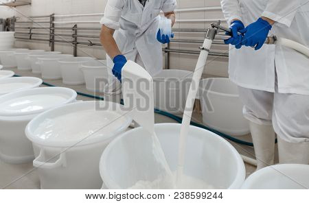 Cheese Maker Plant Worker At A Plastic Tank Full With Fermenting Milk. Traditional Cheese Making Con