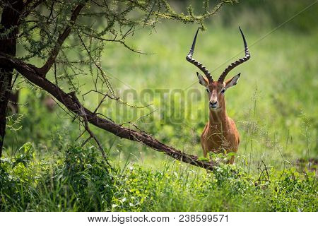 A Male Impala Stands Staring Cautiously Behind A Tree With A Broken Branch, Half-hidden In The Long 