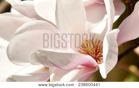 Close Up Of Beautiful Pink And White Alexandrina Magnolia Blossom