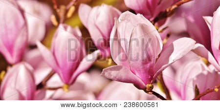 Close Up Of Beautiful Pink And White Alexandrina Magnolia Blossom