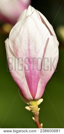 Close Up Of Beautiful Pink And White Alexandrina Magnolia Blossom