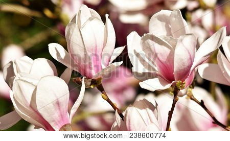 Close Up Of Beautiful Pink And White Alexandrina Magnolia Blossom