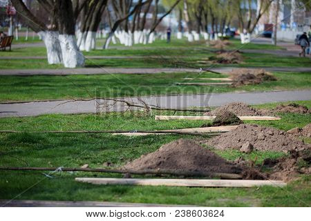 Saplings Of Trees. Preparing For Planting Trees. Plant Trees In The City