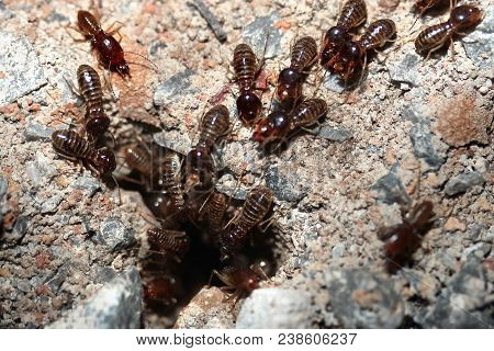 Hordes Of Termites Or White Ants Entering Into Soil For Be Transporting Food Back To The Nest Before