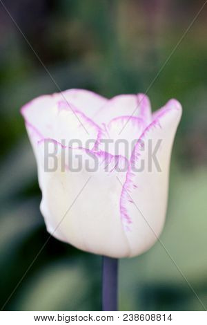 Biautiful Big White Tulip. Photo. Flowers Spring