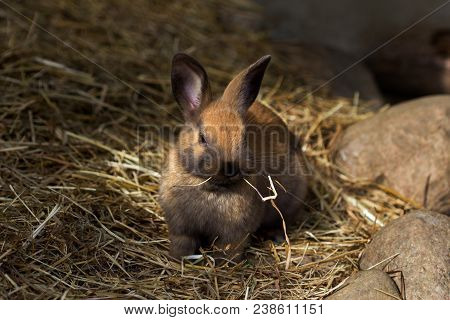 Full Body Of Brown Domestic Pygmy Rabbit.