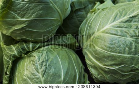 Cabbage Background. Fresh Cabbage From Farm Field. Close Up Macro View Of Green Cabbages. Vegetarian