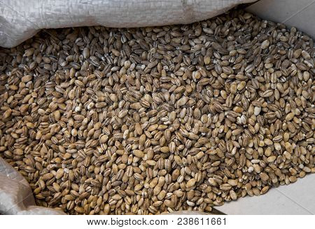Close Up In A Bag Full Of Wheat On A Market. Macro Photo. Healthy Dietary Food Rich In Microelements