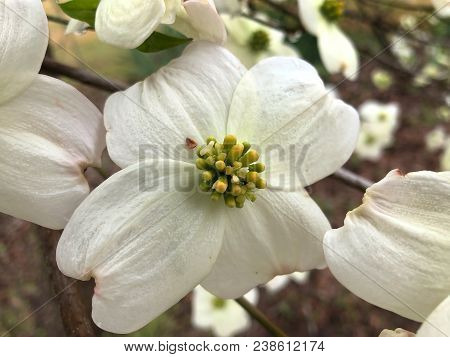 A Dogwood Tree Put Forth Blooms In A Yard In Eastern North Carolina