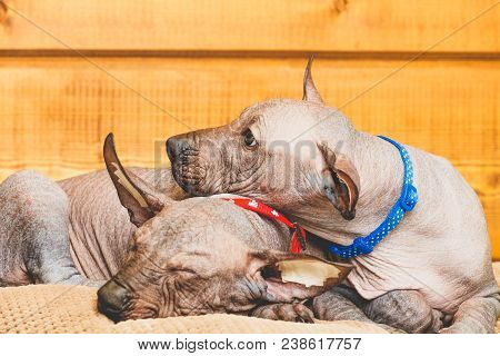Xoloitzcuintle Nude Mexican, Two Puppies, Close-up, Against A Wooden Wall, Sleeping On A Pillow