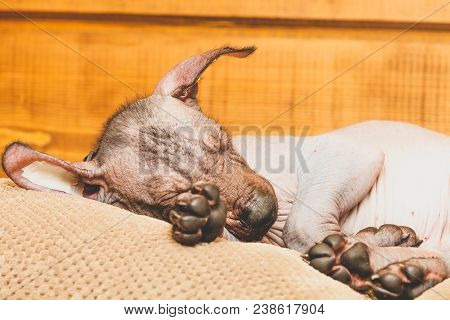Xoloitzcuintle Naked Mexican Puppy, Close-up, Against A Wooden Wall, Sleeping On A Pillow