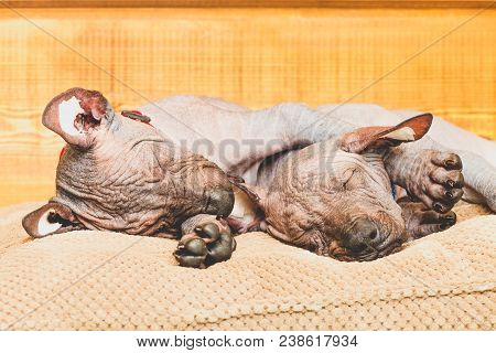 Xoloitzcuintle Naked Mexican, Two Puppies, Close-up, Against A Wooden Wall, Sleeping On A Pillow