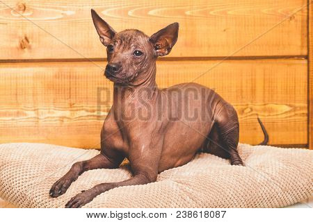 Xoloitzcuintle Naked Mexican Dog, Close-up, Against The Background Of A Wooden Wall