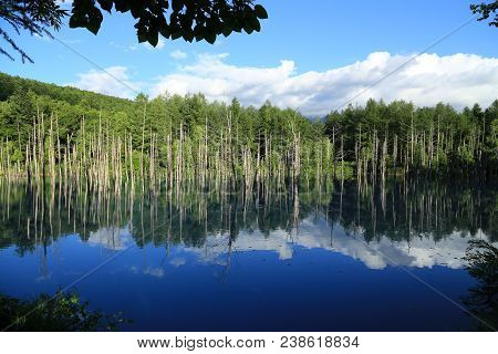 Aoiike Blue Pond With Reflection Of Tree In Biei, Hokkaido