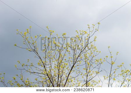 Beautiful Tree Branch With Early Leaves On Blue Cloudy Sky Background