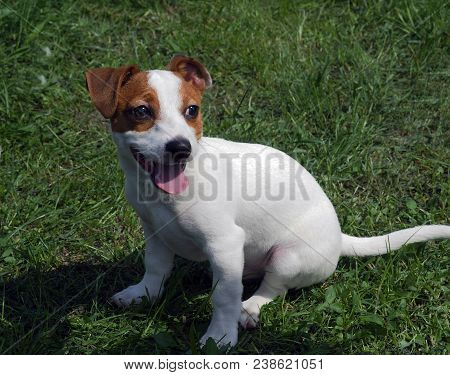 On A Background Of Green Grass Dog Breed Jack Russell Terrier