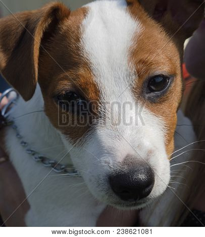 Portrait Of The Dog Breed Jack Russell Terrier