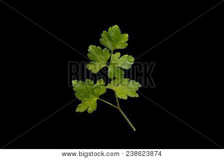Parsley Isolated Clipping Path On Black Background
