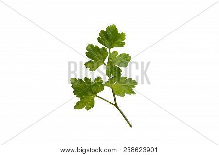 Parsley Isolated Clipping Path On White  Background