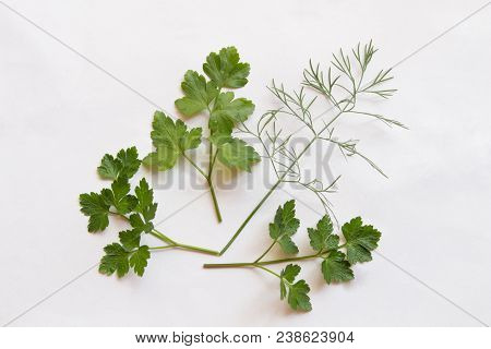 Bouquet Of Parsley And Dill On White Background