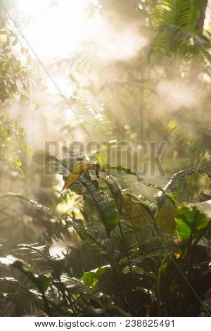 Beautiful Scene Misty Old Forest With Sun Rays, Shadows And Fog