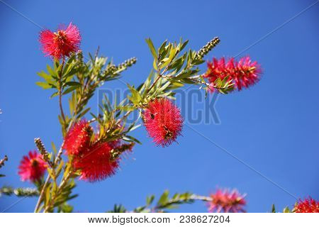 Evergreen Tree, Shrub, Callistemon, Cylindrical Inflorescence Bright Red, Protruding Stamens, Amid B