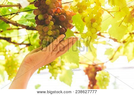 Woman Hand Fresh Wine Grape In Vineyard - Grapes Harvest