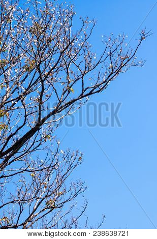 Dried Pot Of Padauk On Deciduous Tree In The Autumn Season With Blue Sky Background