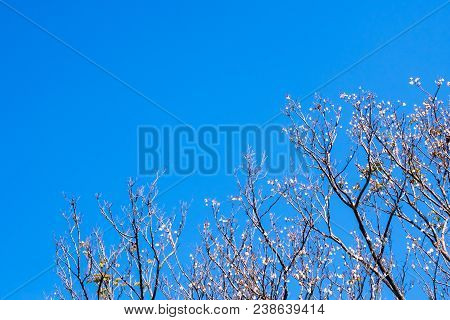 Dried Pot Of Padauk On Deciduous Tree In The Autumn Season With Blue Sky Background