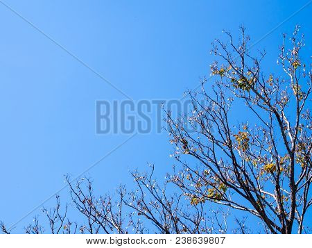 Dried Pot Of Padauk On Deciduous Tree In The Autumn Season With Blue Sky Background
