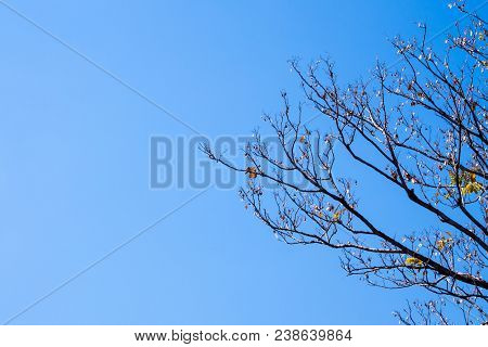 Dried Pot Of Padauk On Deciduous Tree In The Autumn Season With Blue Sky Background