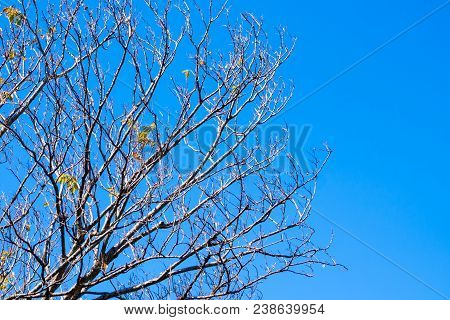 Dried Pot Of Padauk On Deciduous Tree In The Autumn Season With Blue Sky Background