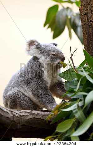 Koala