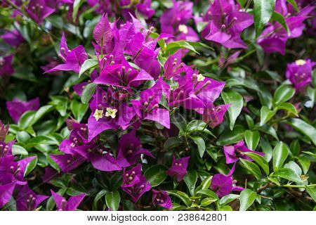 Blooming Purple Flower, Bougainvillea Glabra From Brazil