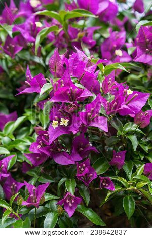 Blooming Purple Flower, Bougainvillea Glabra From Brazil