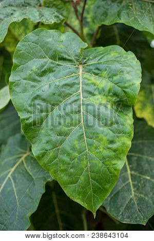 Big Leaf Of Cyphomandra Betacea, Tomato Plant From South America