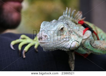 İguana evde beslenen hayvan