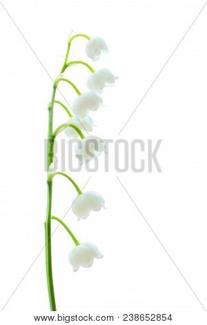 Lily Of The Valley, A Species Of Rhizome Perennials From The Monotype Type Lily Of The Valley.