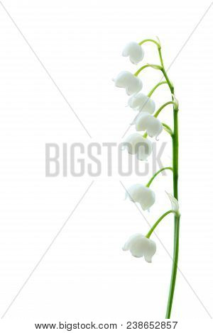 Lily Of The Valley, A Species Of Rhizome Perennials From The Monotype Type Lily Of The Valley.