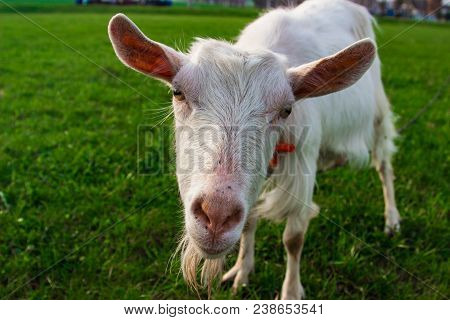 A Little White Goat Looks Into The Camera