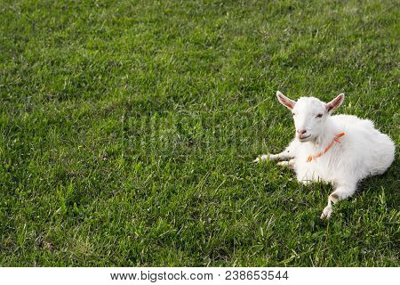 A Little Goatling
 Resting On The Green Grass