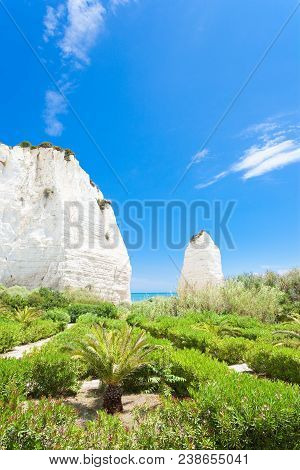 Vieste, Italy, Europe - Vegetation At The Chalk Rocks Of Vieste