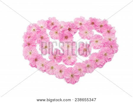 Blossoming Branch Of Almond (prunus Triloba) On A White Background