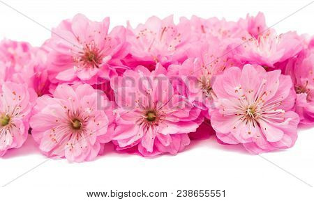 Blossoming Branch Of Almond (prunus Triloba) On A White Background