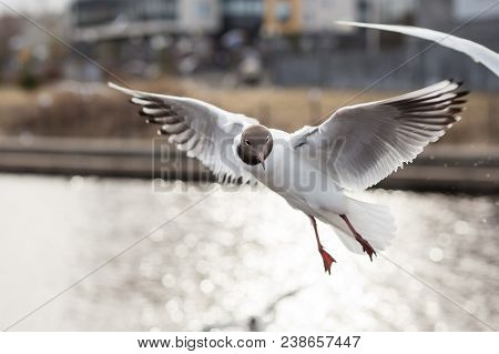 Funny Black-headed Gull Looking To Camera During Flying. Lake Birds.
